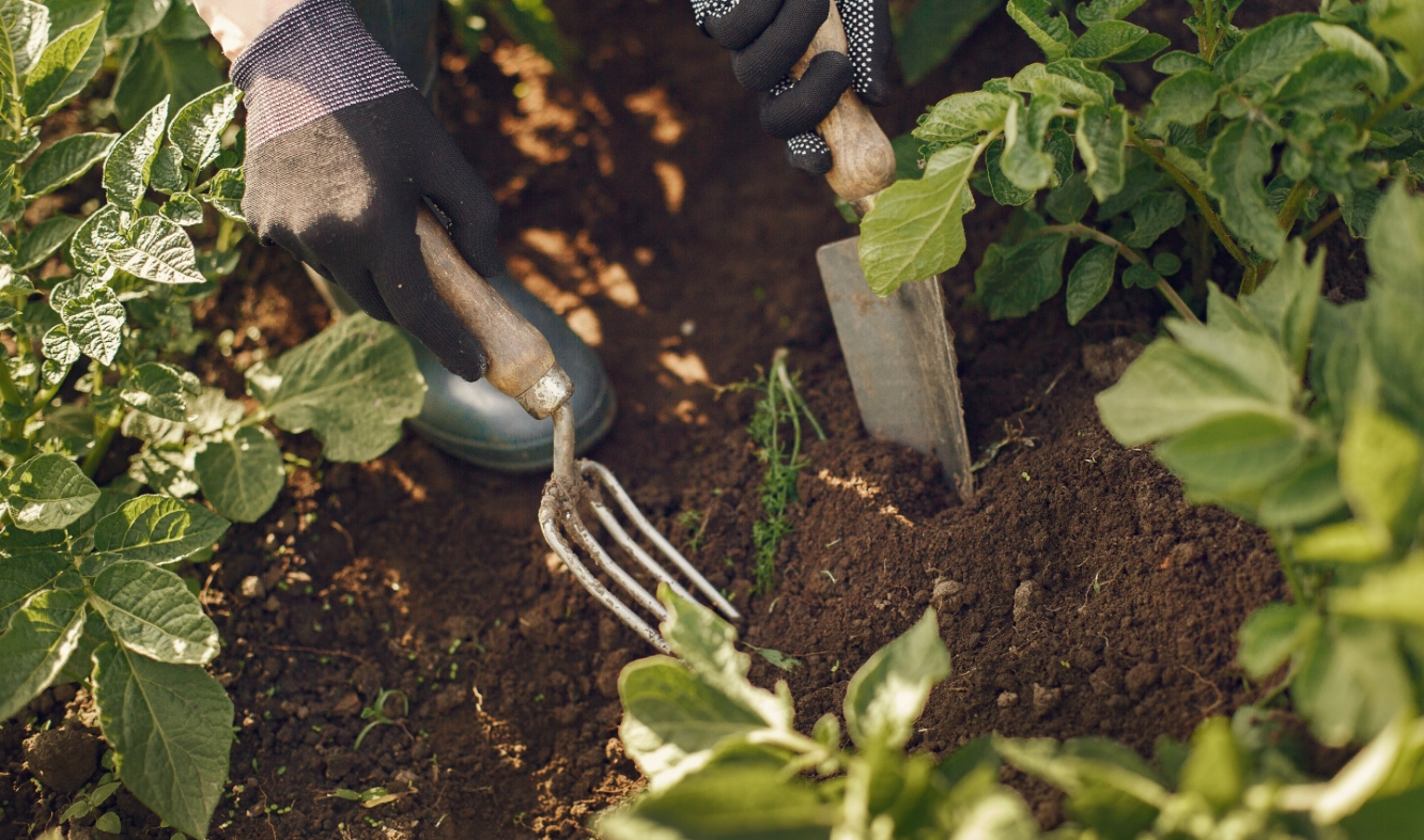 img_service-plantation